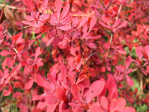 紅葉小波